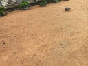 斡爾牧場草坪種子狗牙根帶殼包衣草籽四季常青護(hù)坡狗牙根庭院綠化草種 曬單實(shí)拍圖