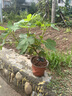 無花果苗盆栽帶葉特大果南北方種植波姬紅芭勞奈青皮無花果樹果苗 波姬紅果苗 30cm(含)-40cm(不含) 曬單實(shí)拍圖