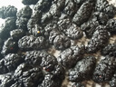 新疆新貨桑葚干特級大果黑桑椹500g免洗即食干果泡水泡茶大顆粒 1小罐嘗鮮裝125g【貴在運費/建議拍多罐】 胖東來商城 京Ii東自官方營店旗 曬單實拍圖
