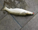 達(dá)億瓦（DAIWA） 新款 蘭博士LABRAX AGS.N 海鱸竿 翹嘴竿 岸拋路亞竿 遠(yuǎn)投釣魚桿 96m （2.9米中調(diào)2節(jié)直柄） 曬單實拍圖