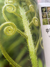 中國石松類和蕨類植物 曬單實拍圖