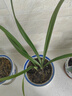 劉閣蘭花蘭花苗 香蘭 建蘭盆栽冬帶花苞室內四季好養花卉綠植蘭草植物 2苗連體裸根，配肥說(shuō)明書(shū) 曬單實(shí)拍圖