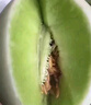 兄盟鮮果正宗南匯特產(chǎn)玉菇甜瓜當季時(shí)令新鮮水果白皮青瓤玉菇白瓜 精選大果5斤2個(gè)裝 曬單實(shí)拍圖