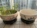 銅錢草花盆陶瓷大號(hào)家用水仙花專用一葉蓮?fù)肷徟锜o(wú)孔水培睡蓮盆缸 大號(hào)事事如意無(wú)孔盆+底座+營(yíng)養(yǎng)液 曬單實(shí)拍圖