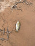熊火 路亞餌淡水海水白條路亞瓜子亮片仿生軟餌翹嘴鱸魚黑魚專殺假餌 28件瓜子亮片套裝 曬單實(shí)拍圖