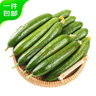 京鮮生 荷蘭水果黃瓜 凈重3斤 單果80g左右 青瓜 健康輕食 源頭直發(fā) 曬單實拍圖