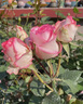 京悠雨玫瑰花樹(shù)苗老樁月季花苗灌木大花盆栽室內外四季開(kāi)特大花濃香老根 混色三顆【夢(mèng)露*公爵*莫奈】 裸根不帶土 曬單實(shí)拍圖