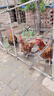 正大正大蛋雞飼料521蛋小雞523蛋中雞524產(chǎn)蛋雞蛋雞顆粒飼料 524產(chǎn)蛋雞17周后【9.8斤】 曬單實拍圖