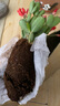 蟹爪蘭多色盆栽四季家養(yǎng)花卉辦公桌面陽(yáng)臺(tái)庭院多肉綠植 30顆頭（不帶盆）高度25cm冠幅10cm 曬單實(shí)拍圖
