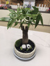 綠蔭巷子發(fā)財(cái)樹盆栽室內(nèi)桌面創(chuàng)意綠植招財(cái)樹文竹室內(nèi)文竹旺宅送禮禮物 單桿發(fā)財(cái)樹【白巖石盆】熊貓+苔蘚卡牌 曬單實(shí)拍圖