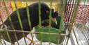 央科鷯哥鳥食飼料不拉稀桶裝鳥糧八哥鳥食5斤鷯哥鳥食八哥飼料 D型鷯哥食 曬單實(shí)拍圖