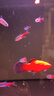 米家（MIJIA）智能生態(tài)魚缸還原自然生態(tài) 智能魚缸+濾芯套裝 曬單實(shí)拍圖