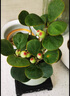 小盼菩提菩提樹(shù)盆栽帶果植物室內(nèi)禪意盆景辦公室桌面客廳招財(cái)綠植 大顆形菩提【10-15果】育苗盆 不含托盤(pán) 曬單實(shí)拍圖