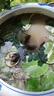 池塘睡蓮花魚(yú)缸睡蓮根塊帶芽四季盆栽水培植物庭院大小睡蓮花種苗 精品 大睡蓮【5個(gè)】顏色隨機(jī) 曬單實(shí)拍圖