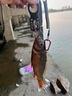 海龍王pe線(xiàn)魚(yú)線(xiàn)路亞拋投遠投海竿大力馬口釣漁線(xiàn)超強拉力 1號100米 曬單實(shí)拍圖