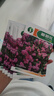 混色薔薇花種子四季開花爬藤攀援花卉植物花海景觀花簡單易種好養(yǎng) 14個品種顏色混裝1000粒種子 曬單實(shí)拍圖