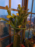 耀強蟹爪蘭多色精品嫁接蟹爪蓮苗綠植盆栽辦公植物室內陽(yáng)臺花卉 深紫色 嫁接沙倫宋花架 不含盆 曬單實(shí)拍圖