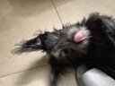 伯納天純凍干牛肉粒三拼全價(jià)犬糧10kg/20斤 曬單實(shí)拍圖