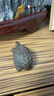金絲楠陰沉木金錢龜原木桌面擺件規(guī)格長7.5*4.2*4cm 曬單實(shí)拍圖