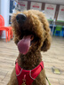 拉夫威爾ruffwear福朗特胸背狗狗胸背帶大小型犬拉布拉多背心式牽引背帶 峽谷紅 L/XL 曬單實(shí)拍圖