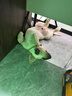 寵六福純種拉布拉多幼犬寵物狗狗活體小狗活物幼崽 寵物級 S級 公 曬單實(shí)拍圖