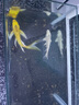 臺灣純種普身蝴蝶鯉觀賞魚冷水魚大鰭大尾冷水魚好養(yǎng)耐活包郵包活 貴妃白色5-8公分3條 曬單實拍圖