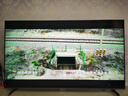 統(tǒng)帥海爾Ieader L65F8 65英寸504分區(qū)MiniLED智慧屏京東自營(yíng)6+128G高刷游戲AI電視國(guó)家補(bǔ)貼20%一級(jí)能效 曬單實(shí)拍圖