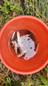 simago喜曼多魚(yú)竿釣竿釣魚(yú)竿黑坑臺(tái)釣竿鯽魚(yú)鯉魚(yú)竿野釣溪流竿超輕超硬挺 2.7m 逸動(dòng)+上手即釣禮包 曬單實(shí)拍圖