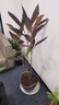 中夢紅葉朱蕉紫竹盆栽大型室內(nèi)喜慶喬遷客廳臥室觀葉年宵花植物Z 朱蕉高0.6-0.8米【6棵】 曬單實拍圖