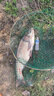 釣魚王新品霸王悍S大物竿鰱鳙竿輕硬綜合竿黑坑巨物臺釣竿免費試釣 7.5m 霸王悍S【支持下水試釣】 曬單實拍圖