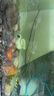 錦鯉魚活體觀賞魚活魚小型易養(yǎng)冷水淡水魚小魚苗錦鯉金魚好看錦鯉 8-10cm 六色錦鯉套餐6條 曬單實拍圖