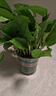 綠蘿盆栽室內(nèi)植物花卉凈化空氣綠植水培垂吊大葉綠蘿新房客廳家用 【整高20cm盆口11】加侖吸水10盆送肥料 曬單實拍圖