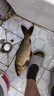 漁之源 活魚桶釣箱體魚護魚桶一體多功能加厚釣魚桶漁具包裝魚桶釣魚包 48cm雙肩版【可背可提 店長推薦】 曬單實拍圖