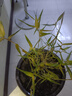 佛肚竹盆栽室內(nèi)好養(yǎng)活四季常青羅漢葫蘆竹陽(yáng)臺(tái)客廳老樁綠植物盆景 老樁佛肚竹原盆土一顆 曬單實(shí)拍圖