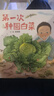 第一次種圓白菜 自然科學(xué)啟蒙繪本種植體驗科學(xué)啟蒙自然觀察生態(tài)教育身邊的科學(xué)3-6-9歲 曬單實拍圖