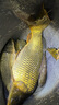 空鈎悟道（KONGGOUWUDAO） 空鉤悟道方形魚護(hù)納米速干黑坑涂膠漁護(hù)魚網(wǎng)兜防掛魚戶包魚護(hù)網(wǎng) 35cm 2m 28cm小網(wǎng)格防跳繩 曬單實(shí)拍圖