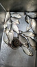 進口魚鉤魚線釣魚鉤純手工精綁子線雙鉤金袖鉤金海夕成品鉤子袖鉤 總長45金袖無刺【40付】帶子線盒 6號鉤+7號鉤 曬單實拍圖