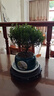 繽賢繽賢小葉赤楠老樁樹苗盆栽綠植花卉室內(nèi)客廳好養(yǎng)美觀四季常青 大號赤楠（墨綠迎客松陶瓷盆） #28 曬單實拍圖
