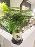 自然空間文竹盆栽植物云竹室內(nèi)客廳辦公中式禪意桌面文藝盆景創(chuàng)意 歡喜圓肚盆文竹小品+09鏤空座+黑鋼砂 曬單實(shí)拍圖