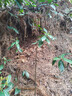 HUAHUIYOU無花果樹苗果樹苗波姬紅盆栽地栽南北方四季種植當(dāng)年結(jié)果發(fā)貨 波姬紅 五年苗 【當(dāng)年結(jié)果】 81cm(含)-110cm(含) 曬單實拍圖
