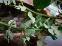 爬藤植物藤本月季花苗四季花卉濃香型玫瑰盆栽庭院陽臺薔薇花苗 粉色龍沙寶石 帶土發(fā)貨 150-180厘米高 曬單實拍圖
