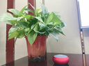 EWA德國超重低音炮高質(zhì)量戶外藍牙音箱高音質(zhì)藍牙小音響高顏值大音量 幸運紅【德國高端品質(zhì)限量版】 音響+收納盒【五年質(zhì)?！?曬單實拍圖