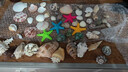 曦凰天然貝殼海螺殼海星珊瑚石兒童玩具裝飾擺件DIY卷貝魚寄居蟹 套餐六:1斤螺貝+樹脂霸王海星 曬單實(shí)拍圖