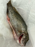 鮮活鱸魚(yú)400-500g/條 曬單實(shí)拍圖