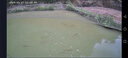鯉魚苗活體淡水養(yǎng)殖魚苗批發(fā)附近本地特大建鯉稻花鯉魚紅尾稻田鯉魚魚苗批發(fā) 200條6-8厘米鯉魚苗【多發(fā)10%防損】 曬單實拍圖