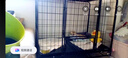 咯咪純種柯基幼犬活體寵物狗兩色三色威爾士柯基犬小型犬小狗崽活犬 公 曬單實(shí)拍圖