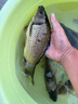 釣魚(yú)王魚(yú)竿手竿輕硬釣魚(yú)竿綜合竿野釣鰱鳙鯉魚(yú)鯽魚(yú)臺釣竿 白刺二代5.4米 曬單實(shí)拍圖