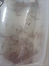 彌翠園興國紅鯉魚苗淡水養(yǎng)殖食用耐活冷水活體鯉魚苗觀賞魚大紅錦鯉魚苗 紅鯉魚3-5厘米50條送10%防損 曬單實拍圖