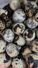 農場(chǎng)直發(fā)雜糧喂養生鮮鵪鶉蛋新鮮鳥(niǎo)蛋寶寶食品超市早餐整箱批發(fā) 35枚實(shí)惠裝 曬單實(shí)拍圖