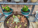【帶盆種植好】虎刺梅盆栽花卉海棠花鐵海棠四季開花植物室內(nèi)外種 虎刺梅2盆+原土發(fā)貨 曬單實(shí)拍圖